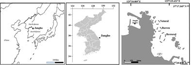 Evaluation of Food Web Structure and Complexity in the Process of Kelp Bed Recovery Using Stable Isotope Analysis